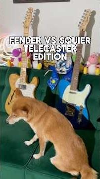 Fender vs Squier Telecaster!