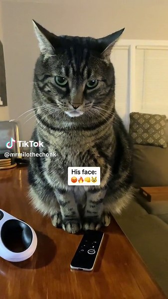 Adorable Baby Kitten Crying Compilation