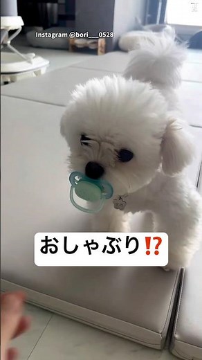 Dog holding a baby pacifier 🐶 #dog #cute #lifewithdogs #relaxing #cute #funny