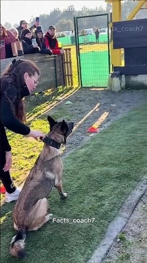 Dog Wins High Jump Competition 🏆🐶