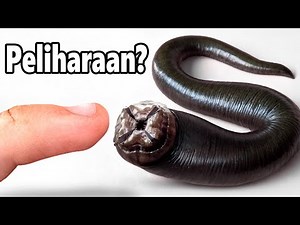 Aku Punya Hewan Peliharaan Lintah (iya, beneran)