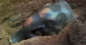 Rescuers Rush To Save Little Elephant That Fell Into Well