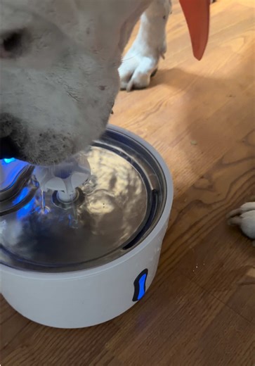 This stainless steel pet water fountain runs quietly, keeps water fresh, and helps my pets stay hydrated without the mess. #tiktokshop #petwaterfountain #petcare #catanddog #petowners