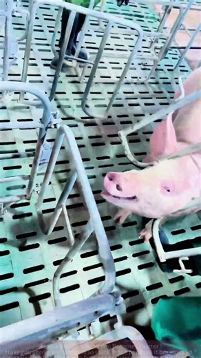 Pig pen stuck? Don't worry! Watch how the farmer fixes it easily!