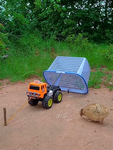 Creative Unique Unbelievable Quail Trap #quail #birds #trapping