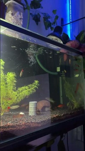 Beautiful Low Tech Planted Aquarium! 🌿🐠 A Relaxing Freshwater Nature Tank Full of Life