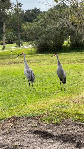 Larry Murphy on Reels