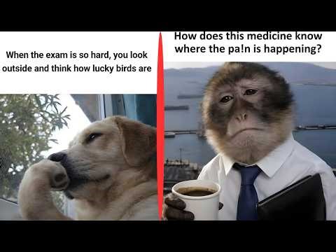 Memes That Are Funnier at 3AM[chaos memes]