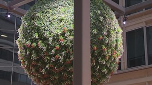 DC sets record for couples kissing under the mistletoe