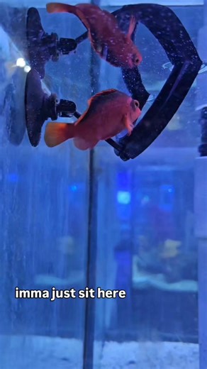 Did you know??? 樂 Hawkfish don't have swim bladders! This means they...