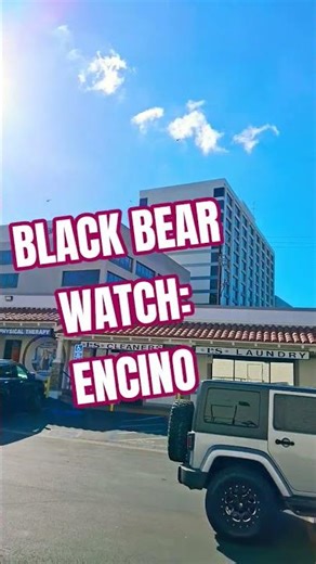 Cops in Coptors Watching The REAL Alpha Predators #blackbears #encino #breakingnews #bearwatch #tree