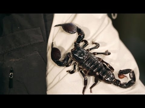 9 Emperor Scorpion Facts & Care Tips | Pet Tarantulas