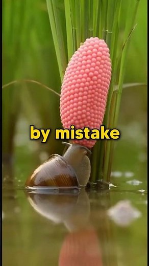 Apple Snails: The World's Most Invasive Species#AppleSnails #InvasiveSpecies #WildlifeFacts