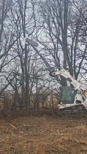 Removing higher limbs Limb Buster LLC | Edwards Land Clearing LLC