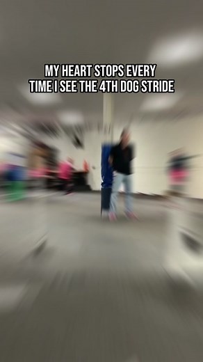 Exciting Flyball Competition with Dogs - Flyball Sport Video