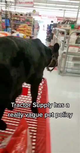 They welcome all leashed and friendly pets @TractorSupply #bull #ranchtok #beef #shopping #tsc #bottlecalf #babycow #calf #cow #fypシ #cowboy #ReTokforNature #teenagedirtbag #tiktok