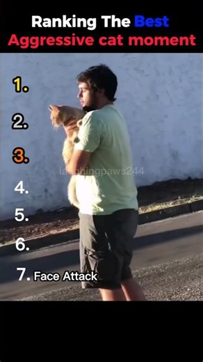 Ranking the best aggressive cat moments #ranking #funny #cat