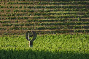 Napa County's 2012 Grape Production Grows