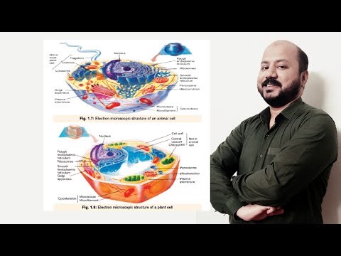 Resolution and Magnification in Microscopy