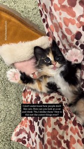 It’s a big red flag 🚩 #kittens #kittensdaily #kittenoftheday #calicocat | Her house of cats