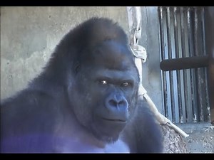 【大激怒】 ゴリラのケンカ part2 （メスの大反撃） / 東山動物園