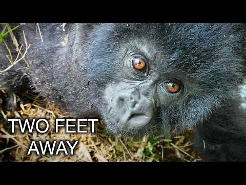 Face to Face with Wild Gorillas in Rwanda
