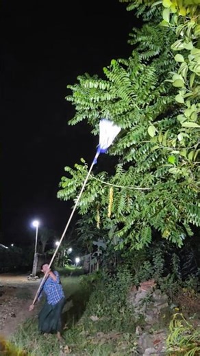 Animals grabbing onto a kedondong tree #shortvideo #nature