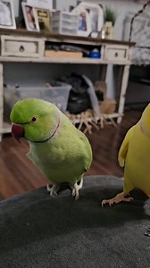 26K views · 1.6K reactions | Who needs Easter eggs when your flock is vibrant? | Chatterbox Parrots | Facebook