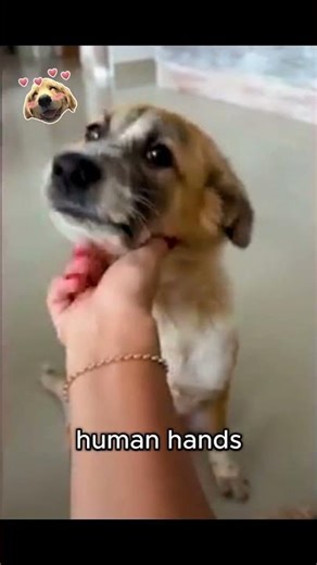 Dog got hit by a car… #animalrescue #pets #animal #animalrescue