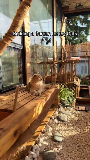Creating a Cat-Friendly Zen Garden Catio