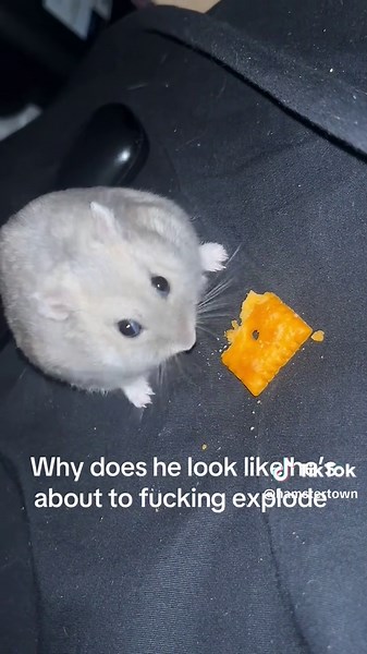 hamstertown (@hamstertown)’s video of drums explode