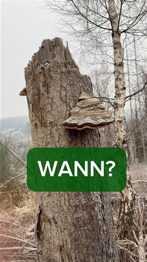 Die Welle rollt an🌊