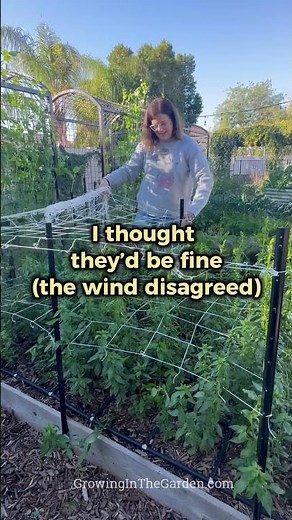 Cut Flower Mistake: I Waited Too Long on Netting