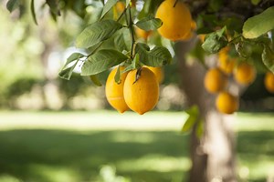 How to Grow Lemons: A Complete Guide