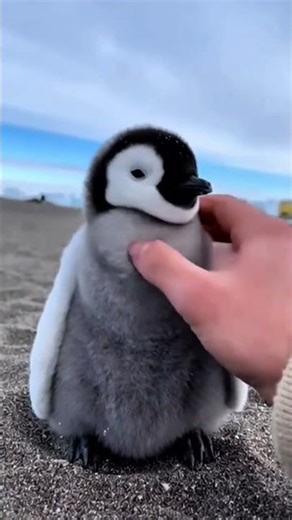 Don’t blink… just listen 😭🐧 fr. If you hear it once, you’re stuck. no cap. penguin #babypenguin