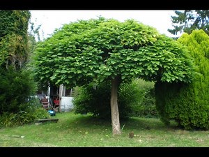 Catalpa, Catalpa Tree. What's the difference between grafting or trimming a catalpa?