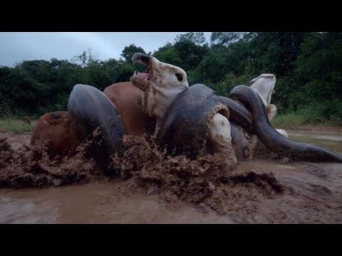 Giant Snake in the Wild – A Rare Look at Nature’s True Power