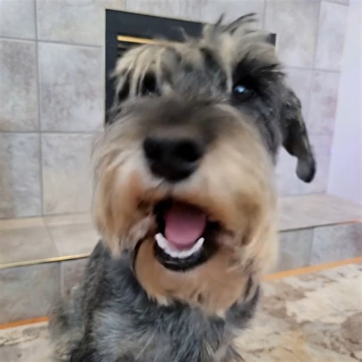 My Schnauzer is officially funnier than me. Rate this joke 1-10 in the comments! 👇 #schnauzer #dogjokes #standupcomedy #dogsoftiktok #schnauzerlife #funnydogs #yycschnauzers #schnauzerslove #fyp | Yyc Schnauzers