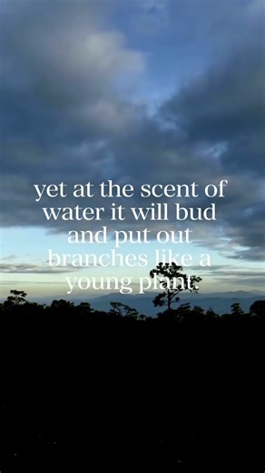 Is There Hope After Loss? | Job 14:7–11