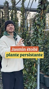 Ici je vous montre à quoi ressemble le Jasmin étoilé grimpant en hiver : il est persistant ! 🌿👀 Mais il a aussi deux autres atouts : - il offre une floraison extraordinaire au doux parfum - il n'abîme pas les murs Un bon moyen de décorer votre jardin ou de cacher un vis-à-vis sans problèmes ni entretien. #jasmingrimpant #plantesgrimpantes #plantesfleuries #trachelospernum | Thibault Pépinieriste