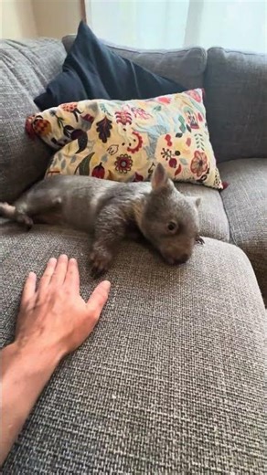 Funny WOMBAT ! #shorts #wombat #funny #funnyanimals