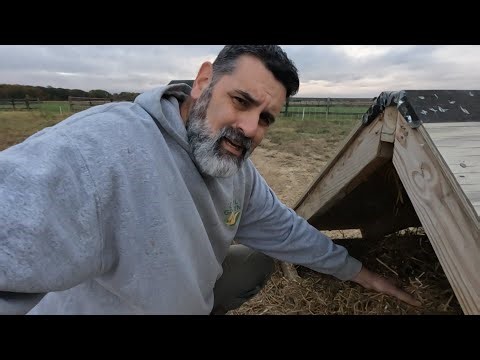 Putting Straw in the Pigs Shelter