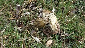 Mass mating of frogs in the spring