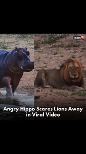 13K views · 13 reactions | A lion is the king of the jungle but not in this video where an angry hippo scares 3 lions away who were quietly drinking water from the pond! #viralvideo #lion #hippo #lionvideo #hippovideo #animalvideo #scaryvideo #funnyvideo #trending | News18 | Facebook