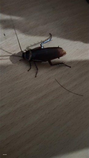 Cockroach 🪳🪳🪳🪳