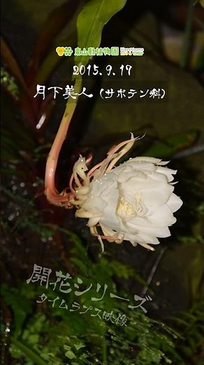 【東山動植物園公式】月下美人（サボテン）の開花 《 開花シリーズ 植物園 》
