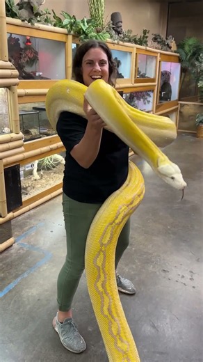 Keeper carefully guides a giant reticulated python across the reptile zoo