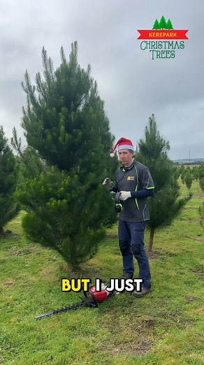 A quick lesson on the perfect pine! ✂️ We trim our trees five times a year to ensure they're dense, full, and shaped just right for your home. See the best of the best on opening day: Saturday, November 29th at 9 AM! #ChristmasTreeTips #PerfectPine #ChooseAndCut #SaturdayOpening | Kerepark Christmas Trees