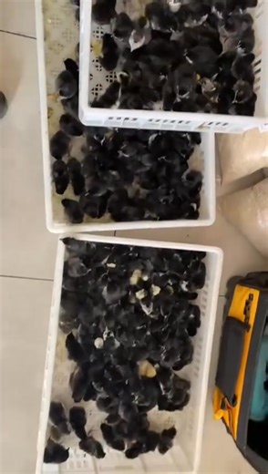 6.1K views · 113 reactions | Chick Magnet Alert!✨ Looking to add...