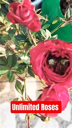 Amazing Fairy Orchid Rose. | Unlimited Roses🌹